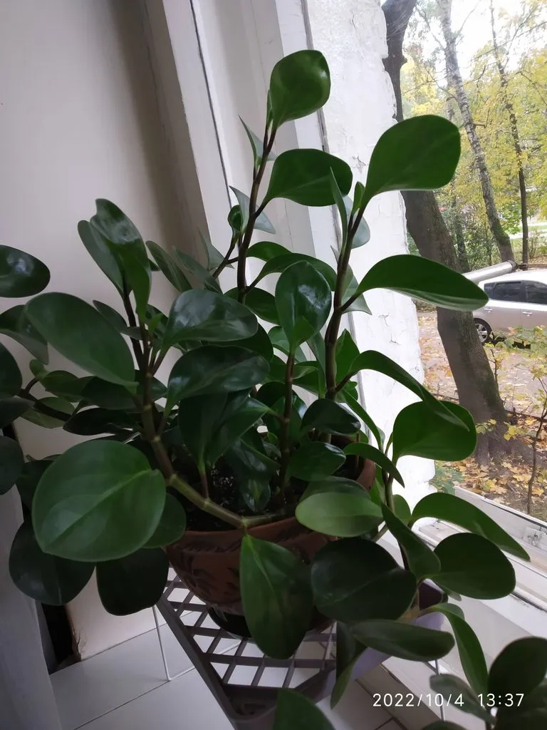 Чайная беседка