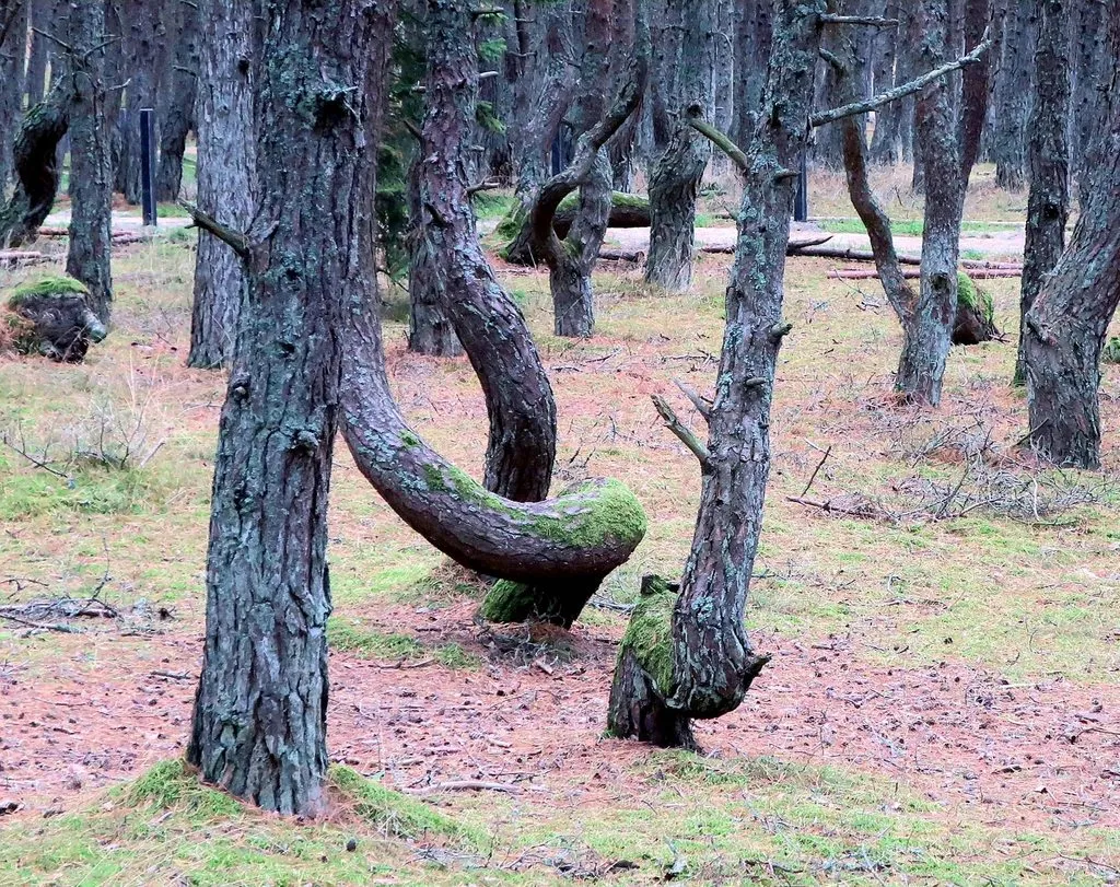 И снова, через год, встречай, Калининград!