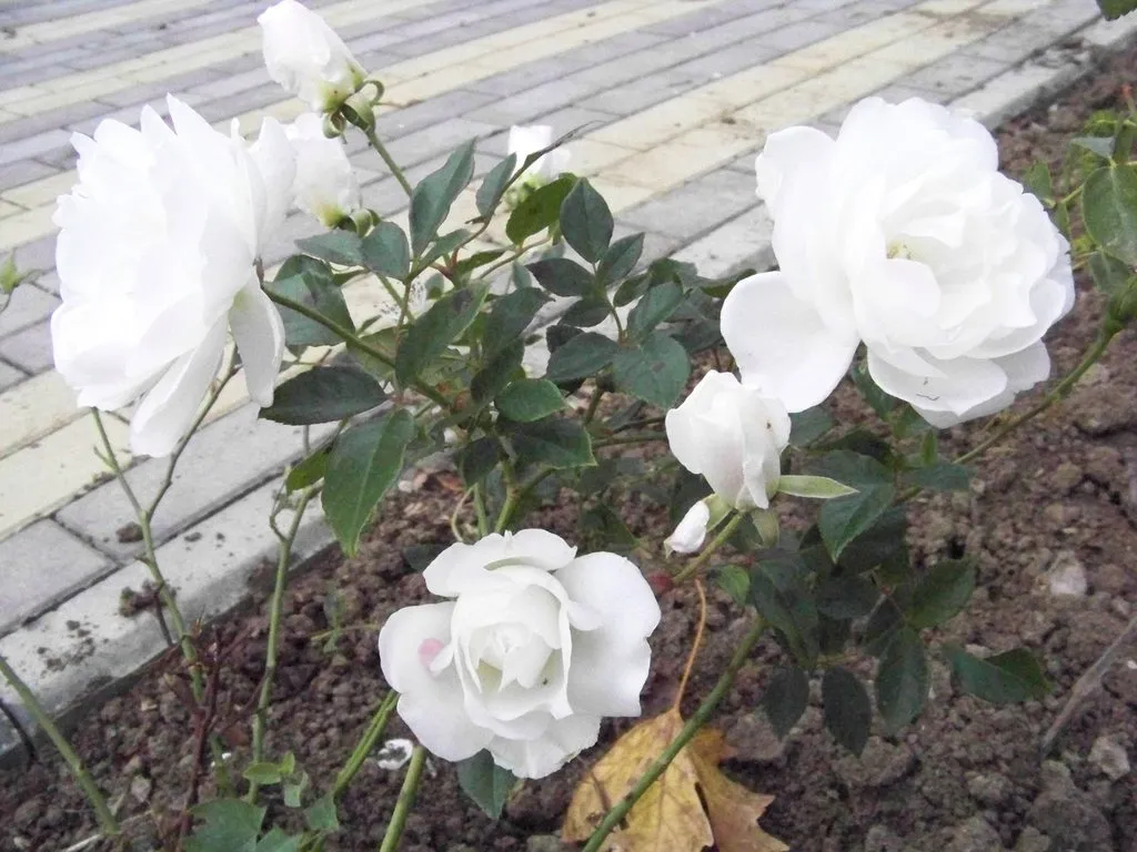 Чайная беседка