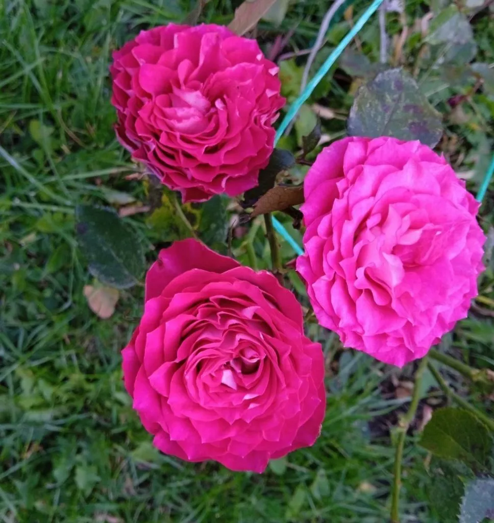 Чайная беседка