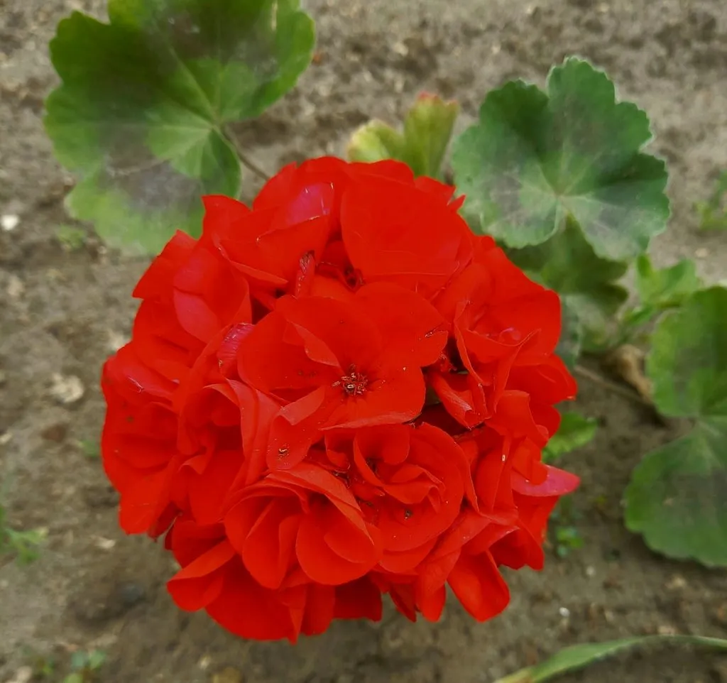 Флора