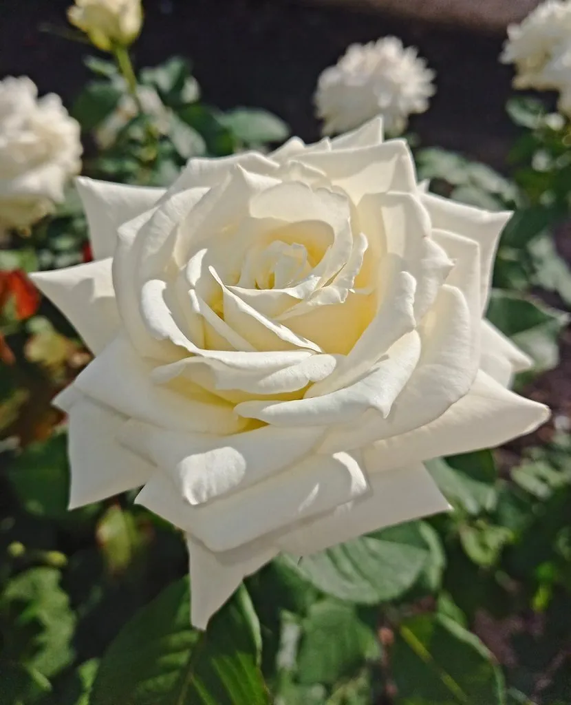 Чайная беседка