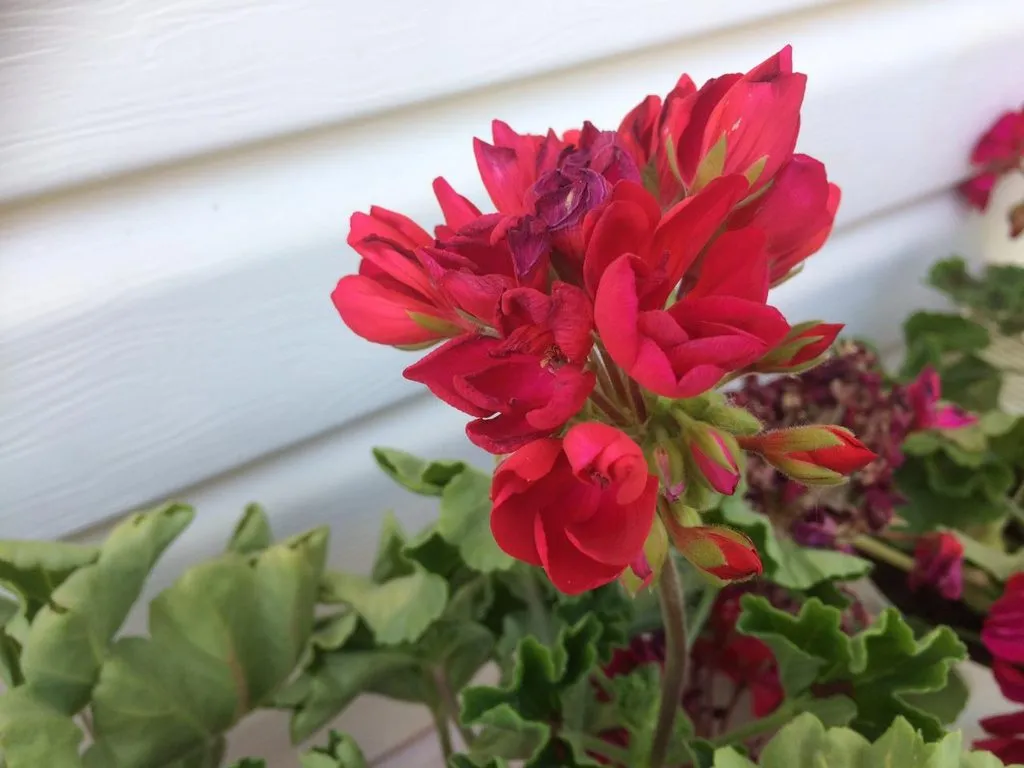 Чайная беседка