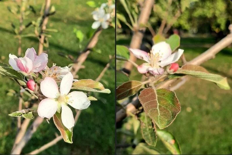 Коломенское