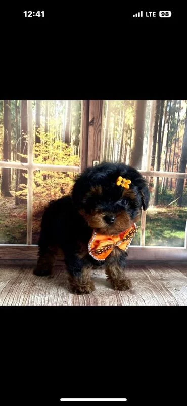 Чайная беседка