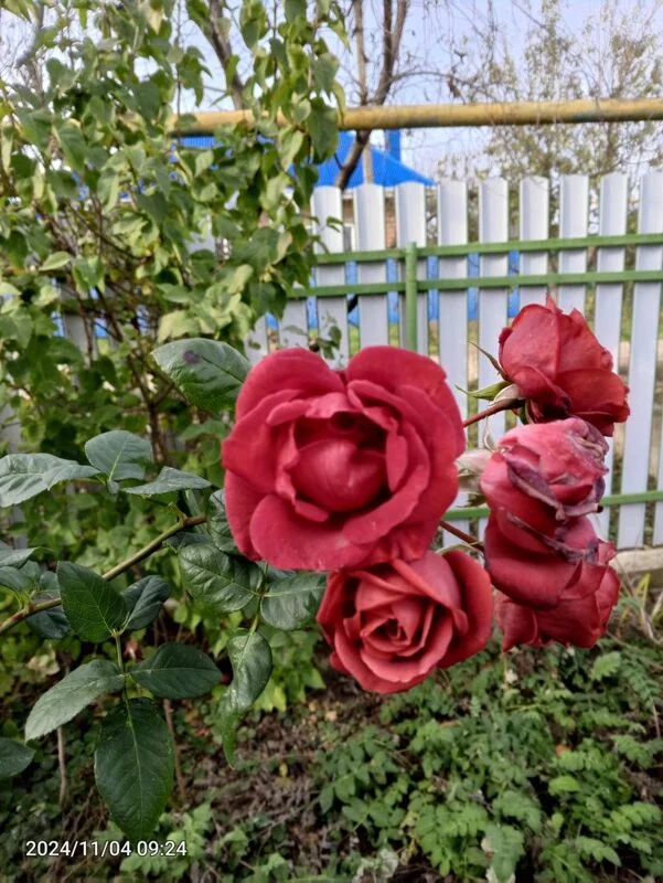 Чайная беседка