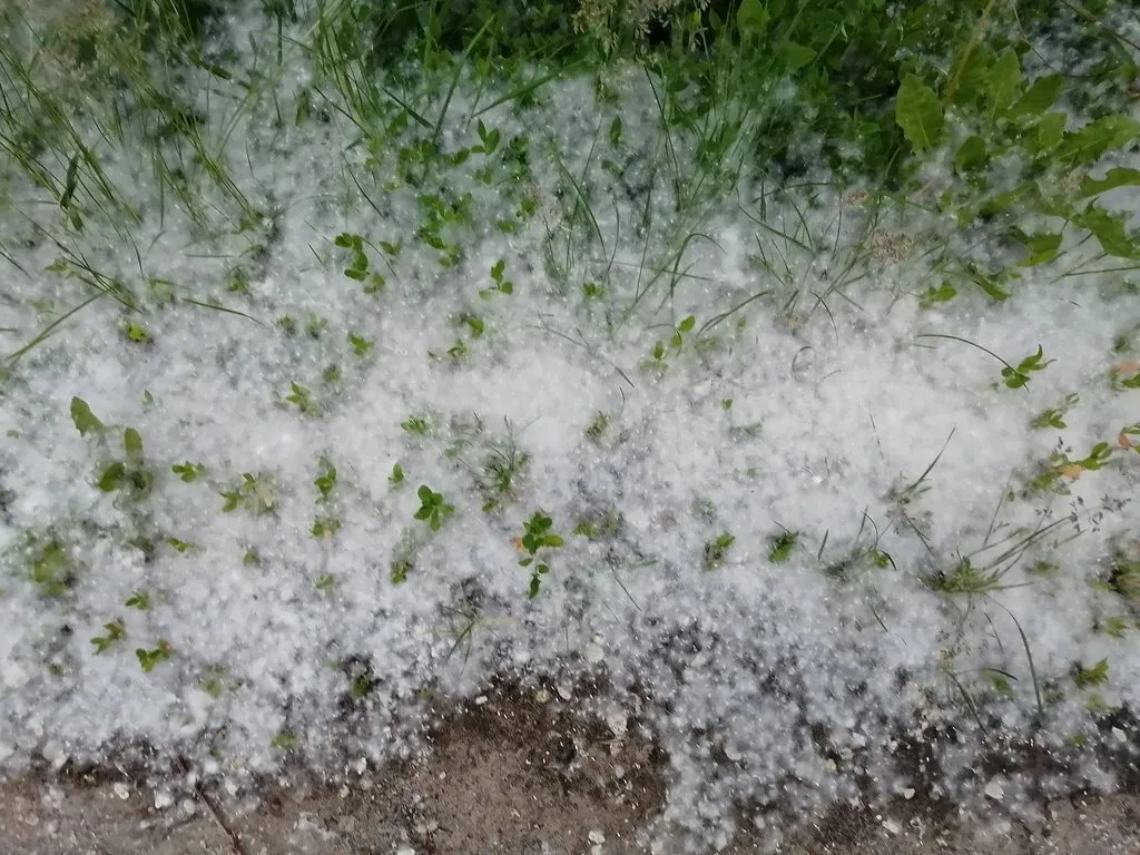 Чайная беседка