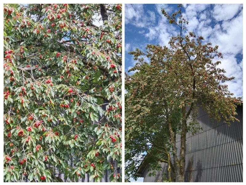 Чайная беседка