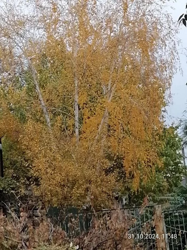 Чайная беседка