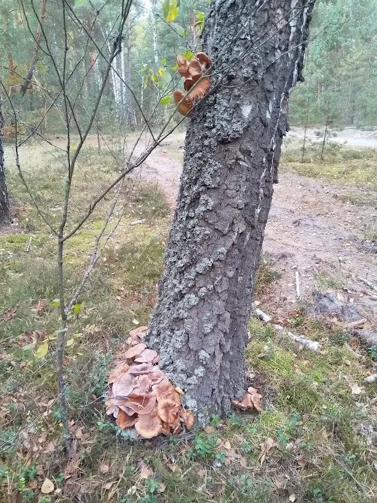 Чайная беседка