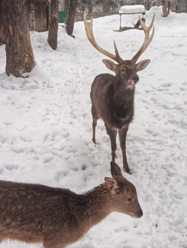 Чайная беседка