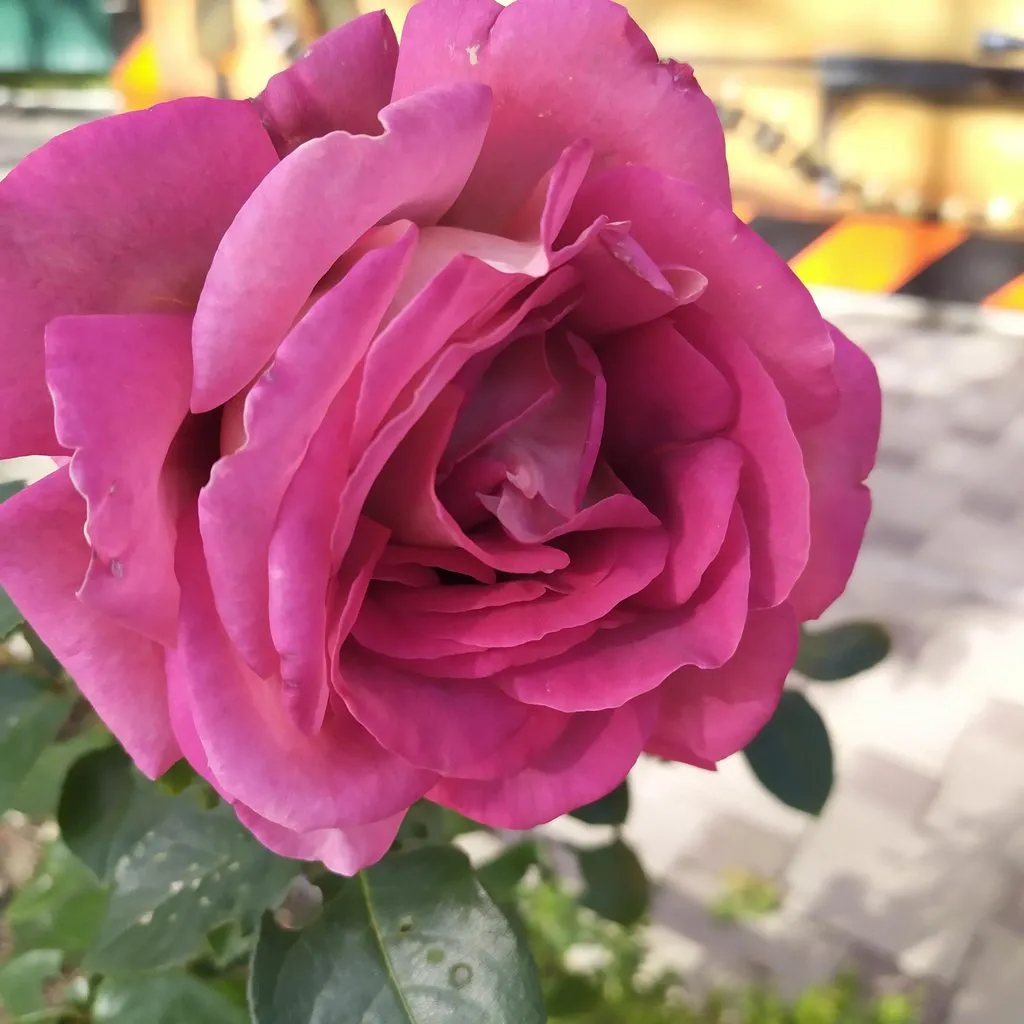 Чайная беседка