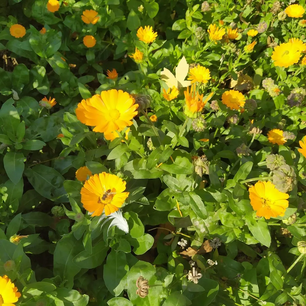 Чайная беседка