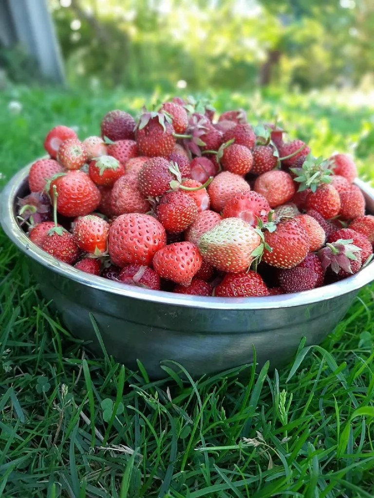 Кафе «У пани Сони»