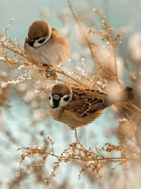 Эти забавные животные
