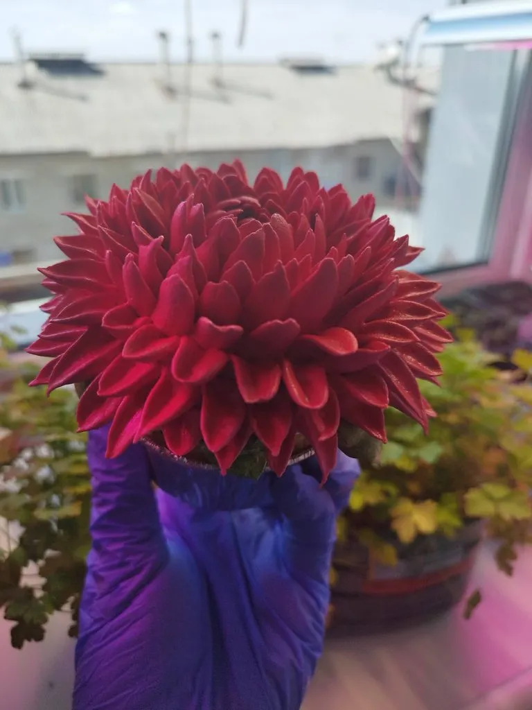 Куличи (паски) пасхальные заварные от Светты