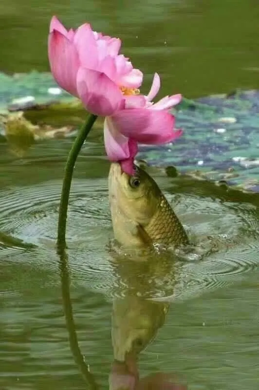 Эти забавные животные