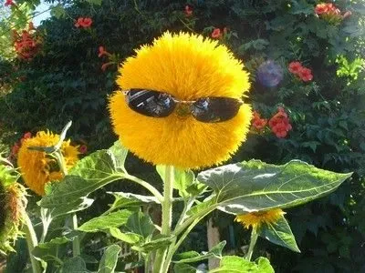 Чайная беседка