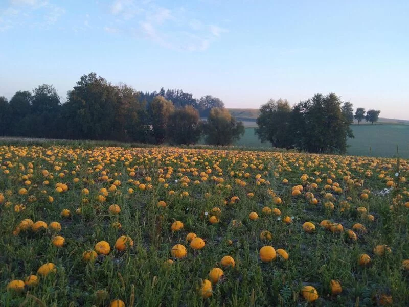 Чайная беседка