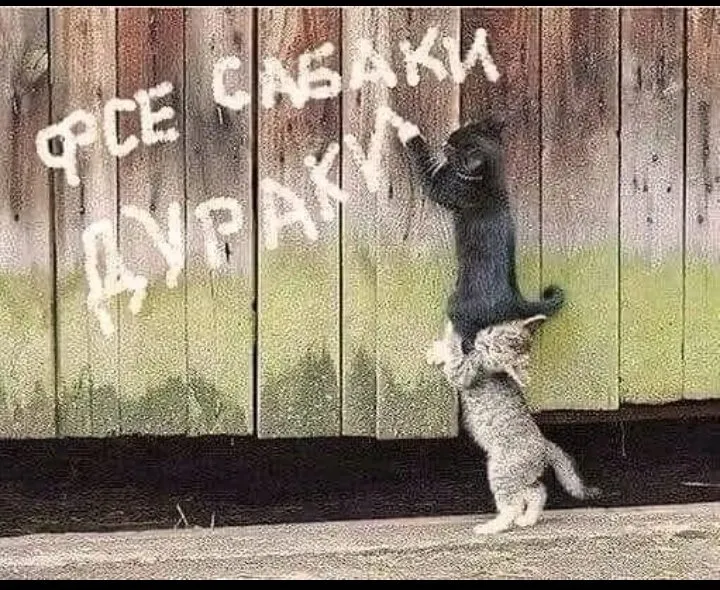 Кошичкина полиция