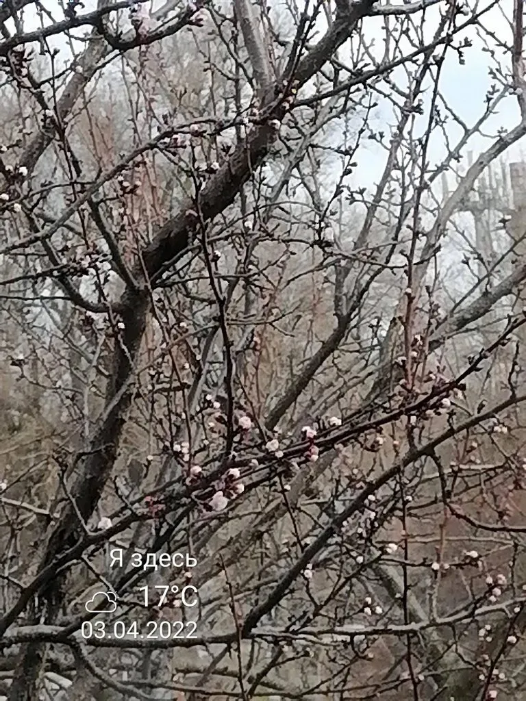 Чайная беседка