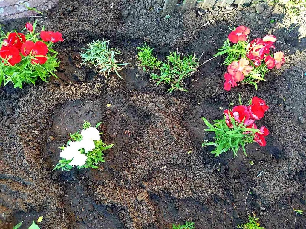 Чайная беседка