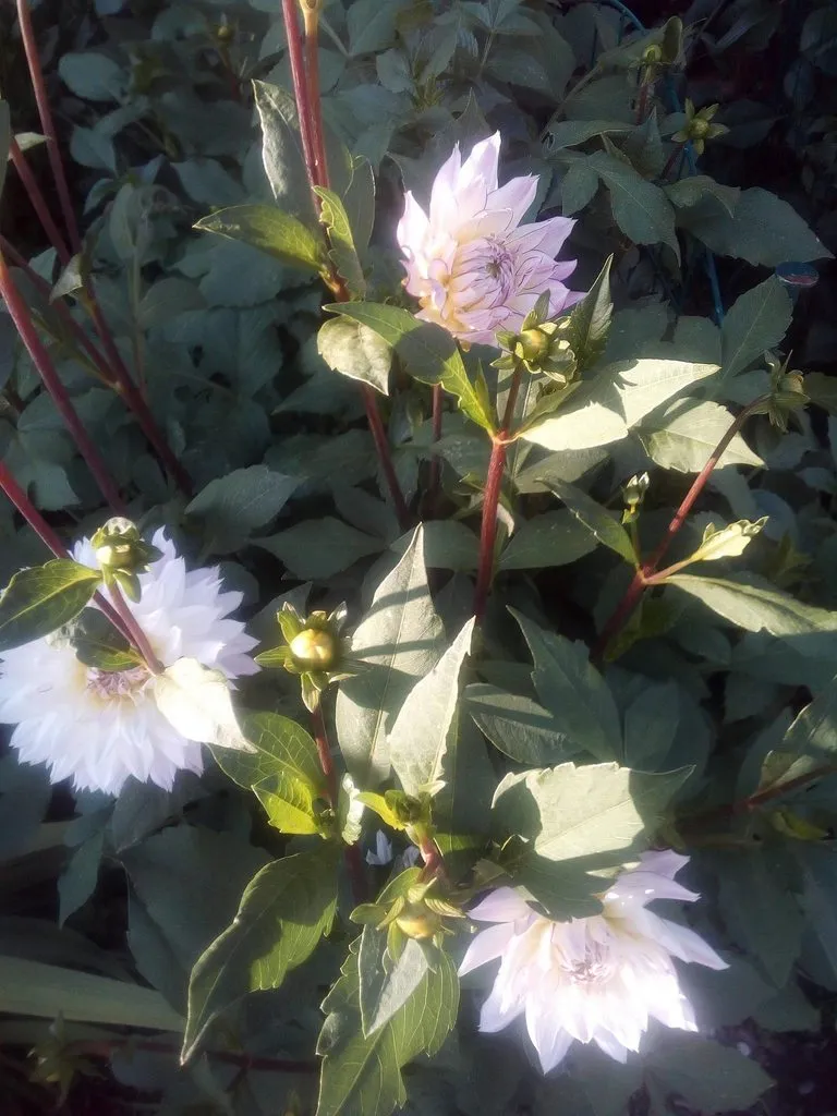 Чайная беседка