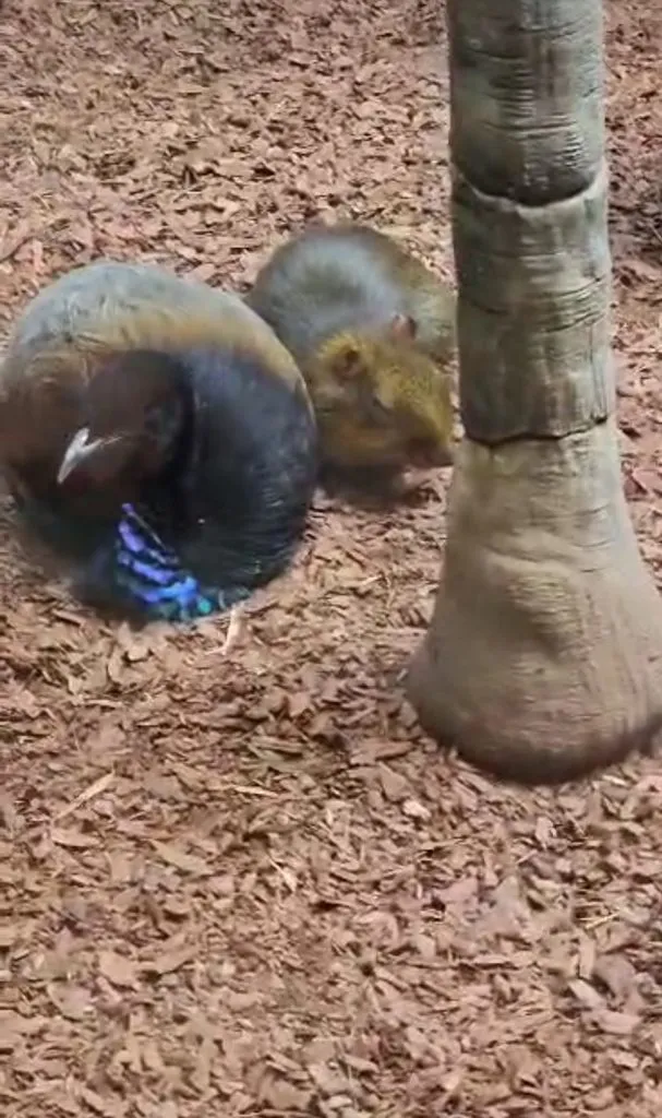 Чайная беседка