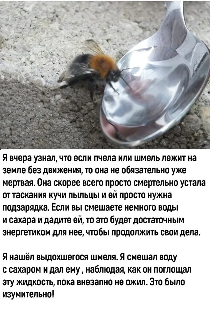 Пчёлки очень любят мёд