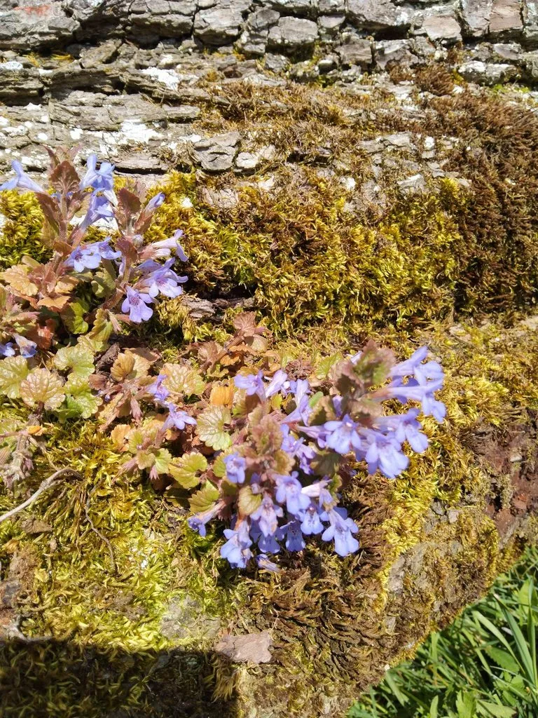 Чайная беседка