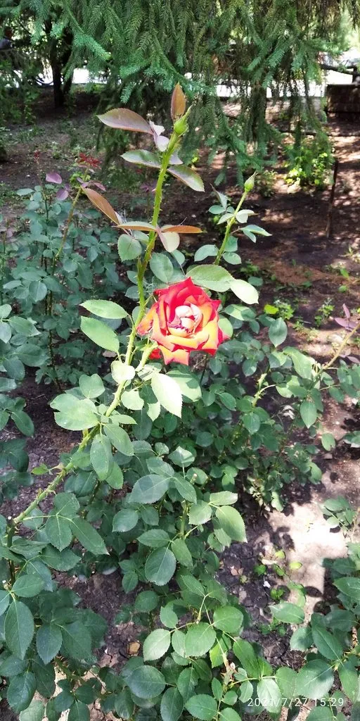 Tapтaлeтки & Ко