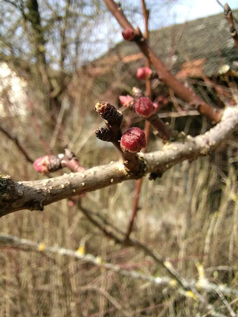 Чайная беседка