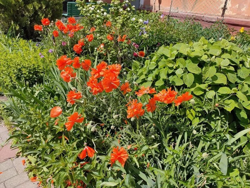 Чайная беседка