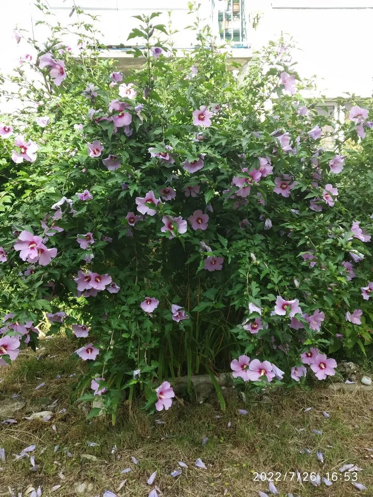 Чайная беседка