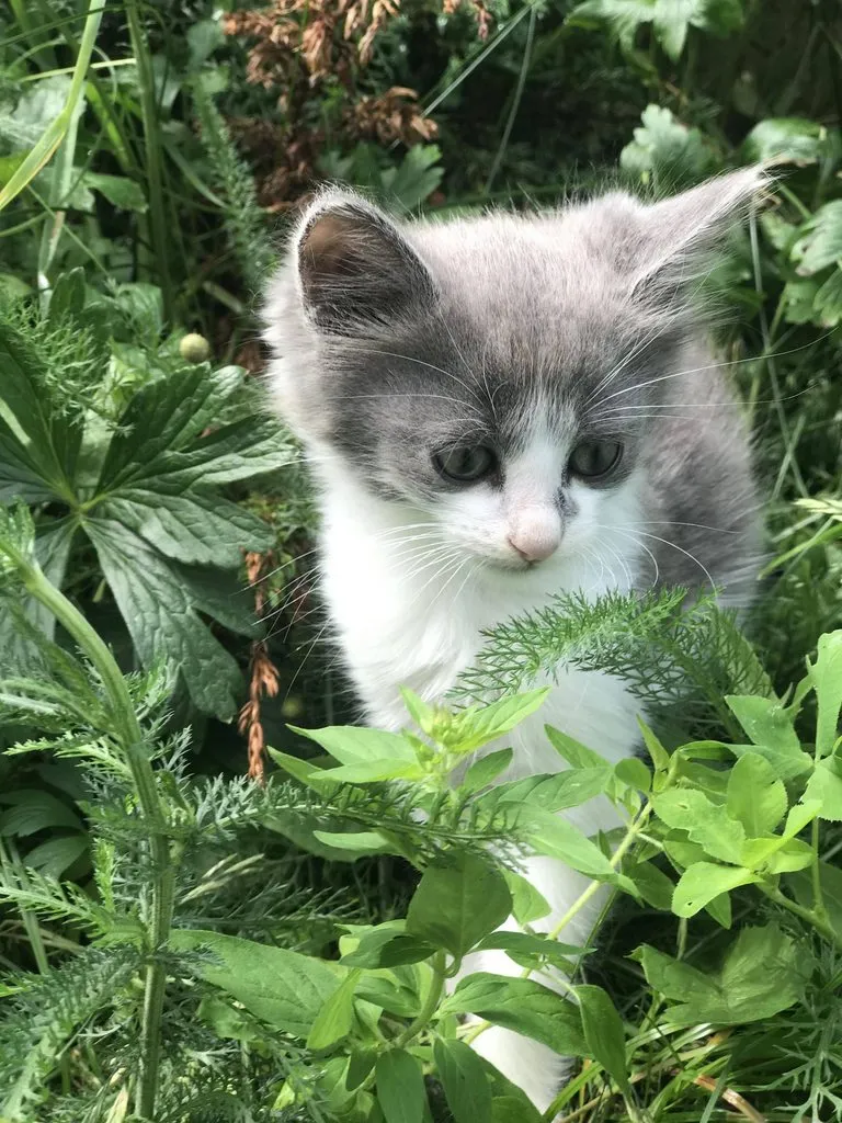 Помогите найти котятам дом!