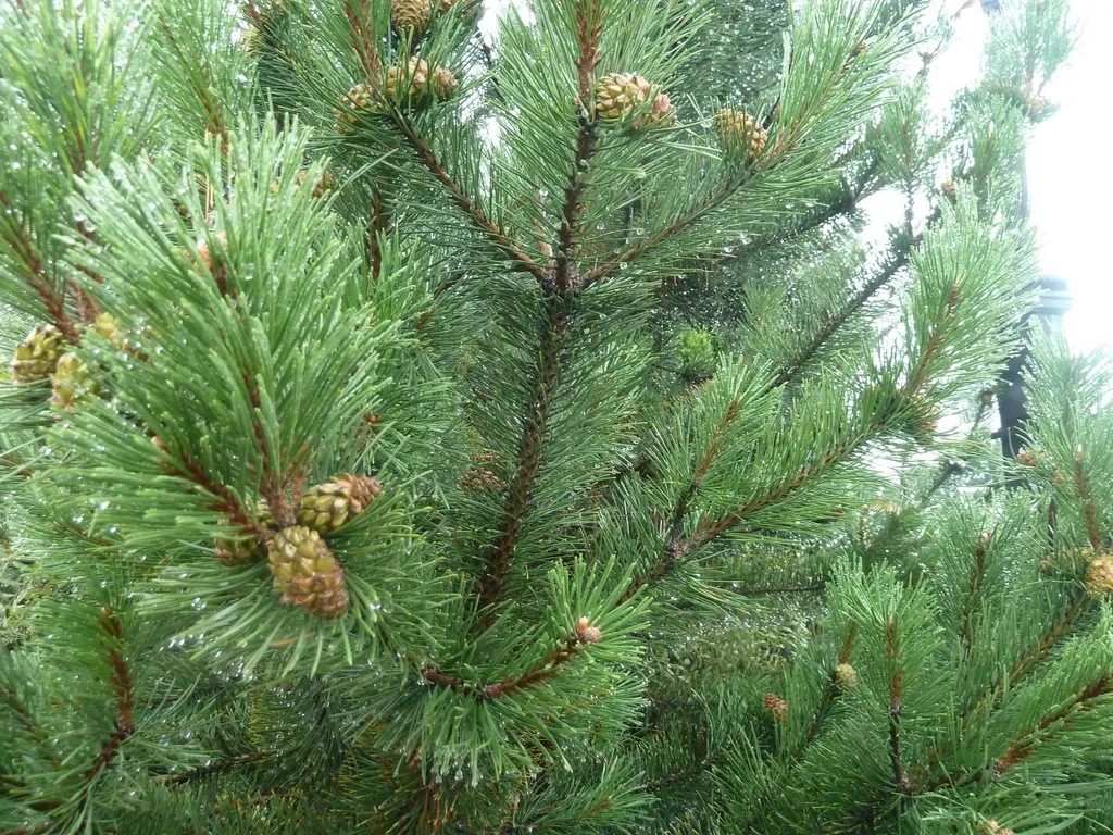 Флора