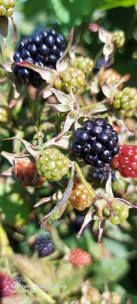 Чайная беседка