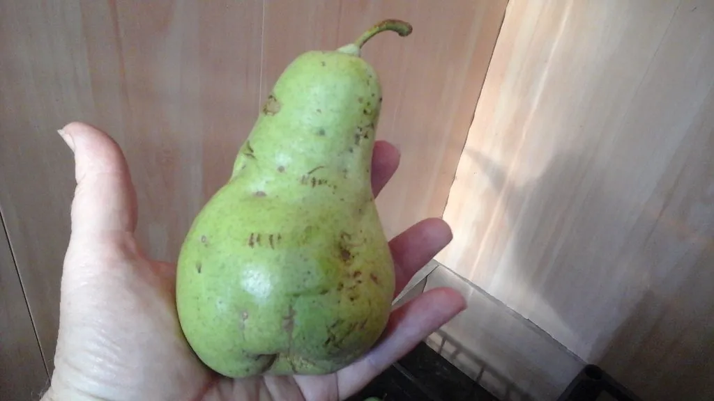 Чайная беседка