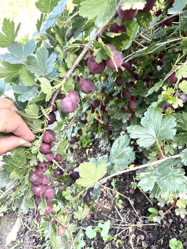 Про всё на свете с Гюзелью