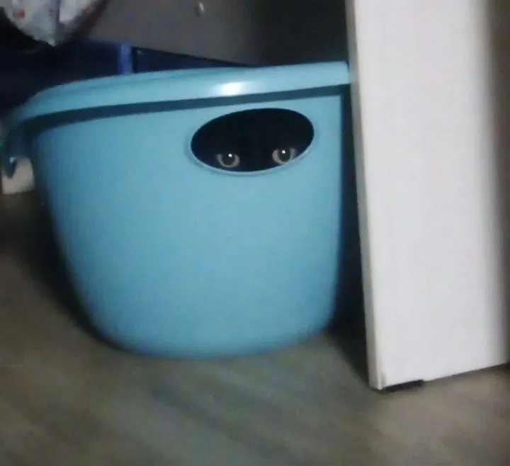Кошичкина полиция