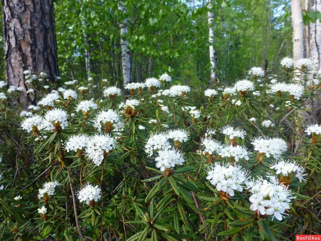 Чайная беседка