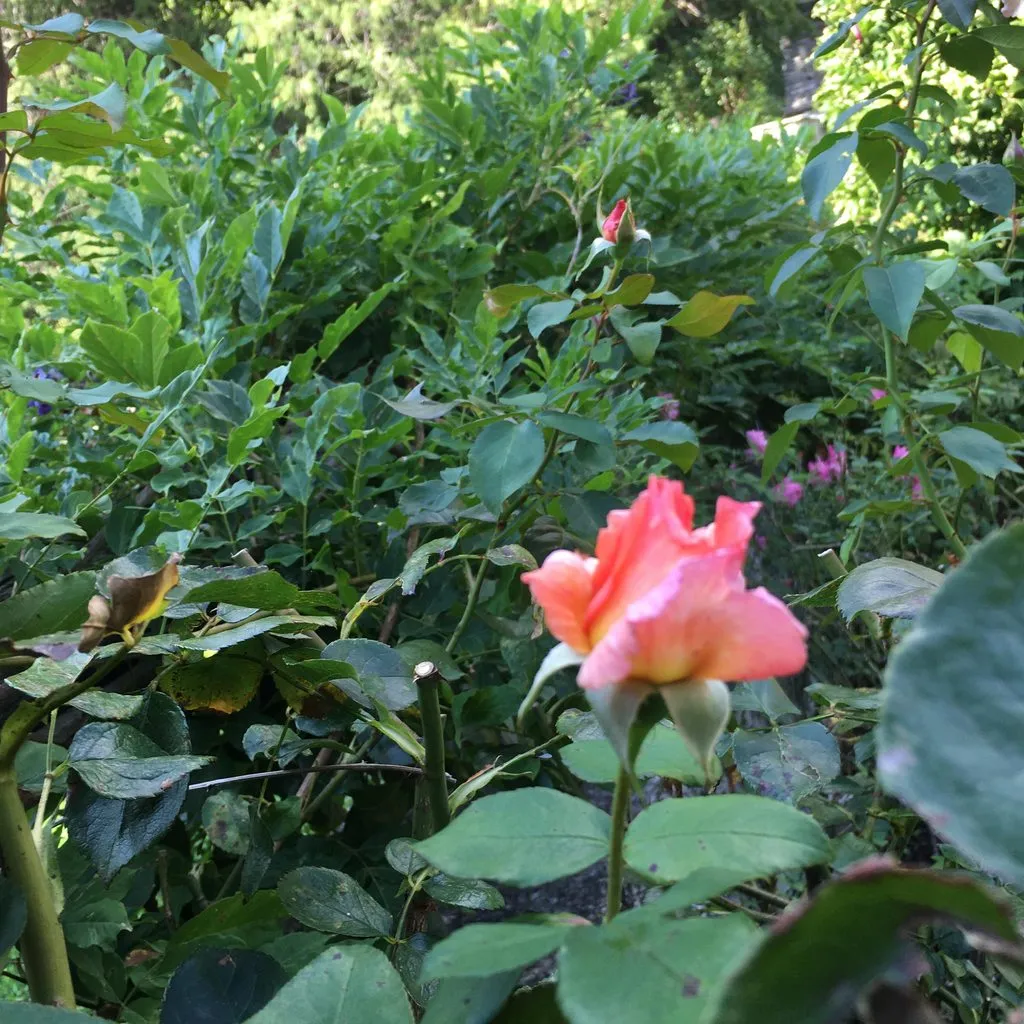 Чайная беседка