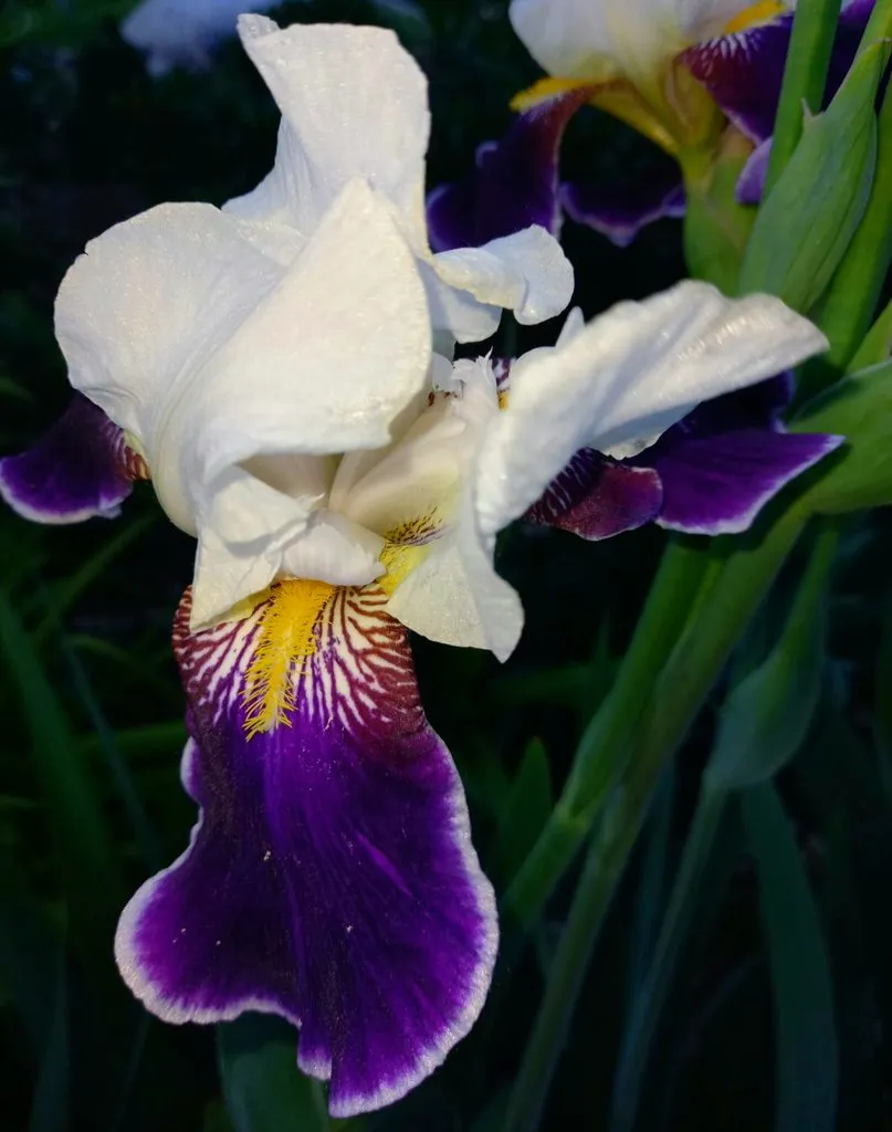 Чайная беседка