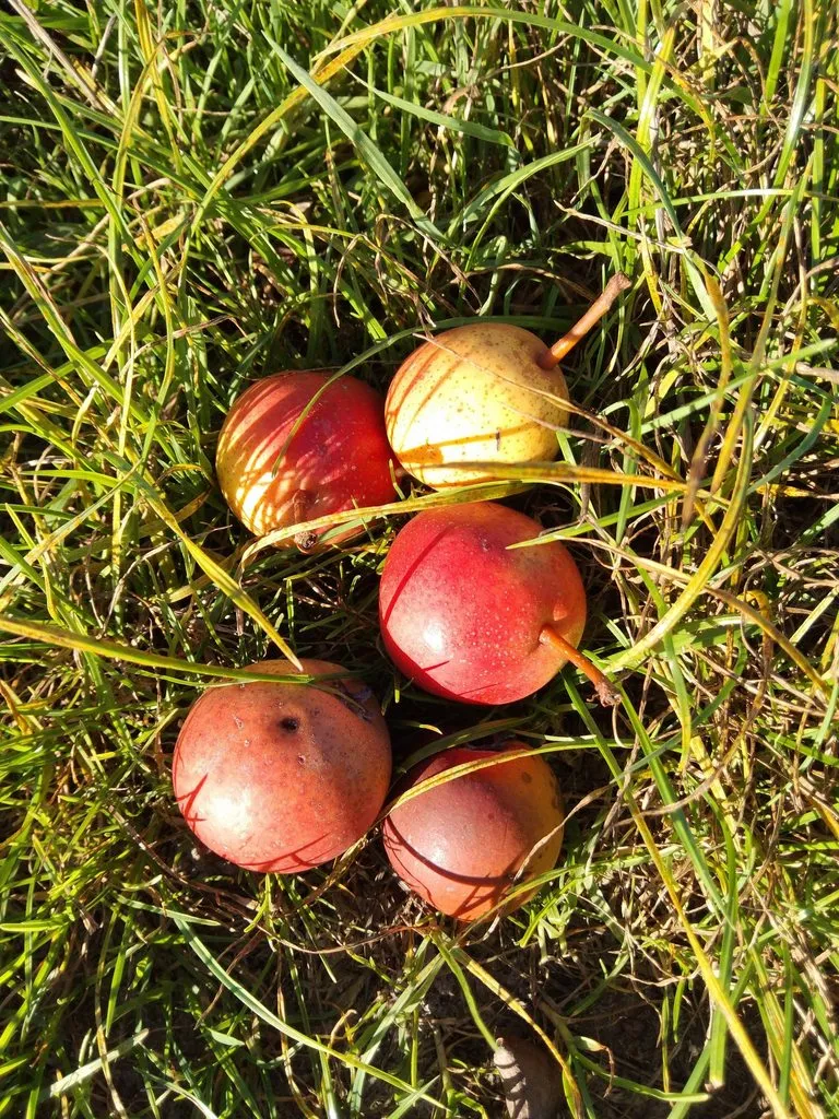 Чайная беседка