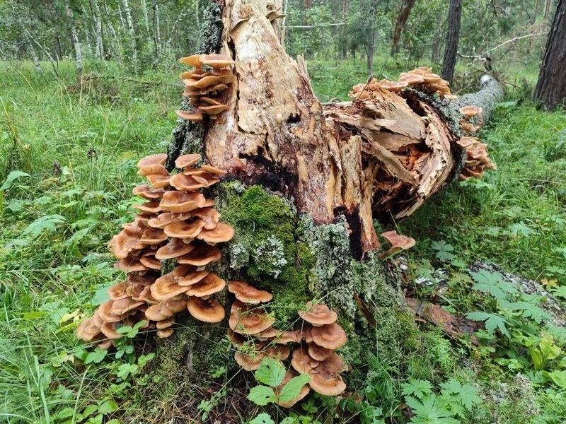 По грибы с лукошком