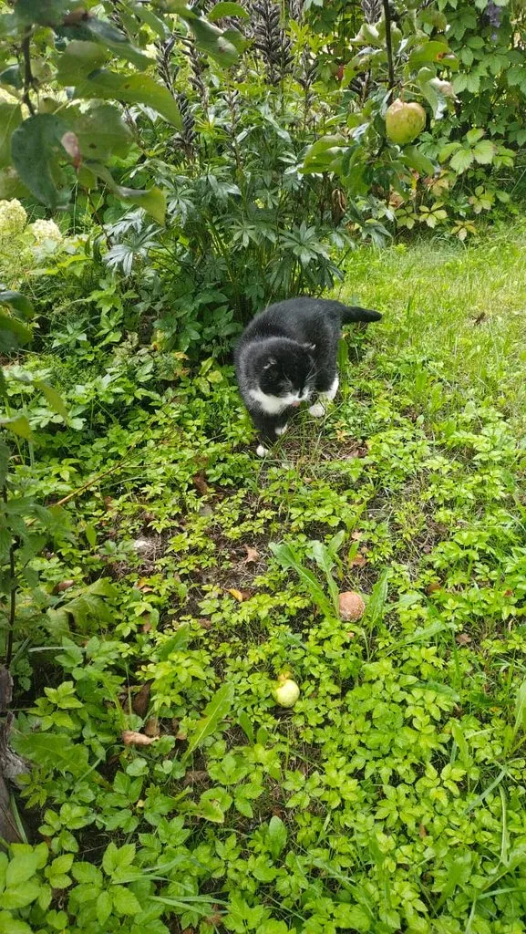 Чайная беседка