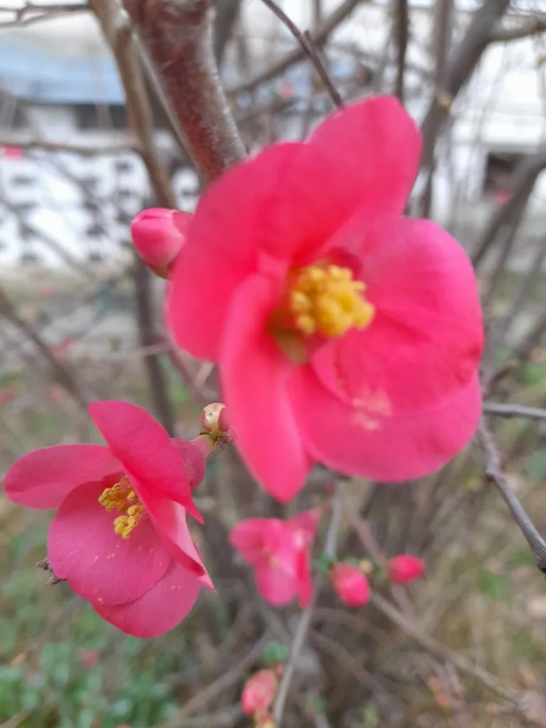 Чайная беседка