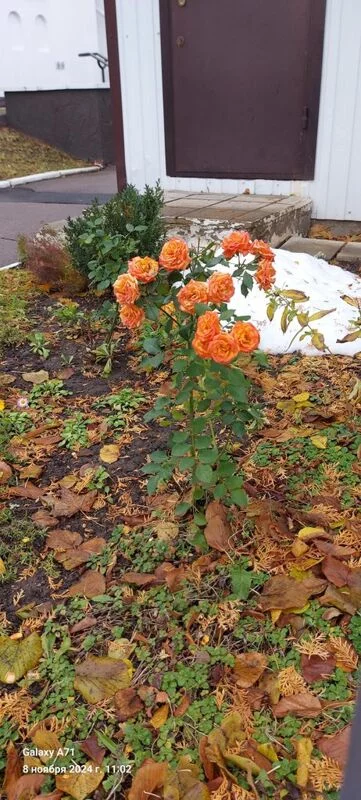 Чайная беседка