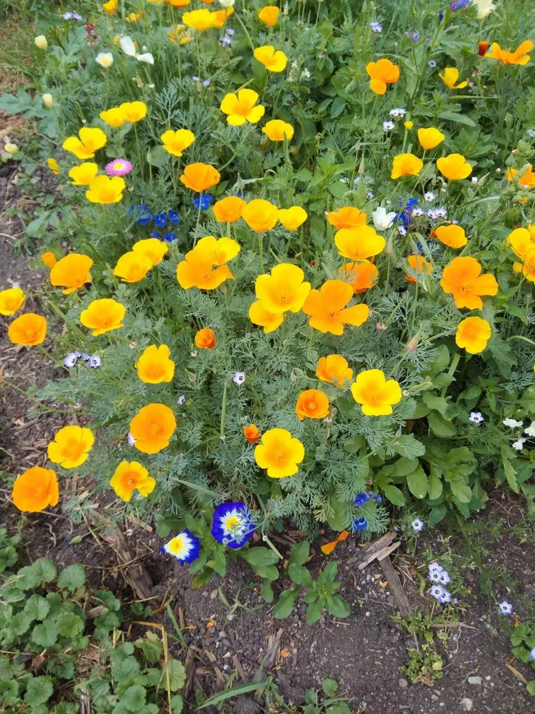 Чайная беседка