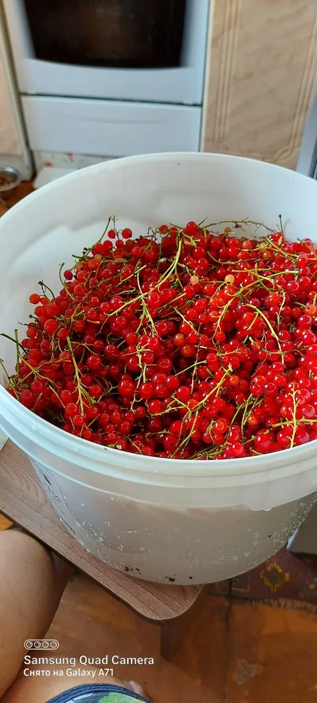 Tapтaлeтки & Ко